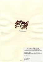 藏品(硬盾果藻)的圖片